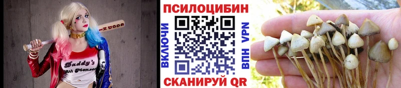 цены Нижняя Тура Псилоцибиновые грибы Cubensis